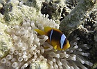 2016 Ägypten Unterwasser