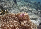 2019 Indonesien Unterwasser